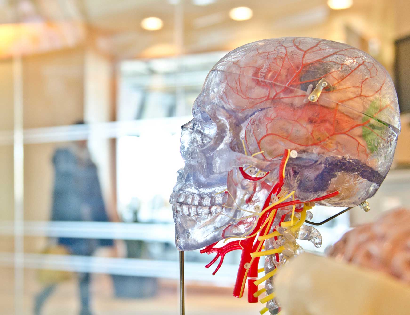 brain